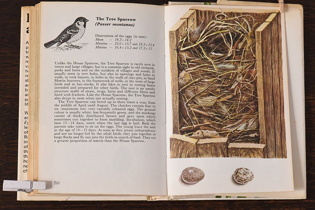 アンティーク雑貨　イギリス　HAMLYN社 A Concise Guide in Colour　Birds'Eggs and Nests　コンパクトハンドブック(洋書、ポケット辞典、本)