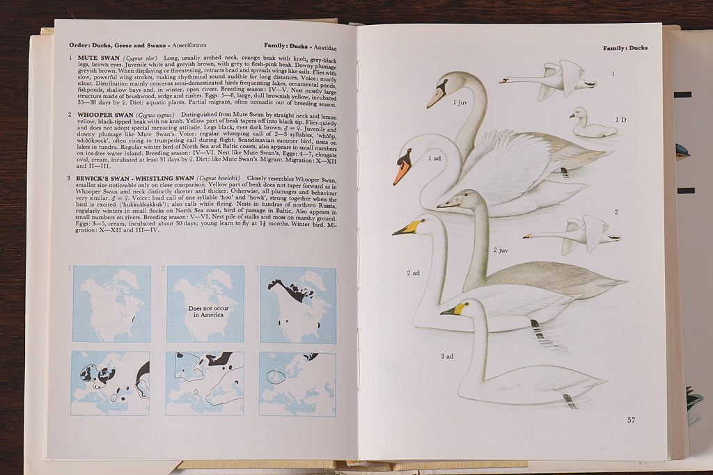 アンティーク雑貨　イギリス　Octpus社 BIRDS カラーイラスト付きフィールドガイドブック(洋書、本)