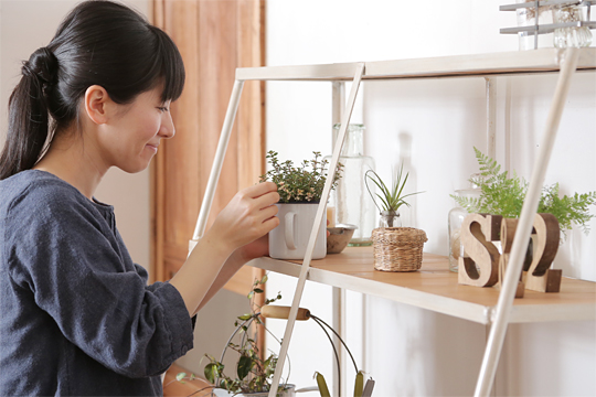 観葉植物のお手入れ