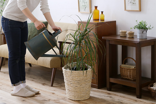 観葉植物の水やり