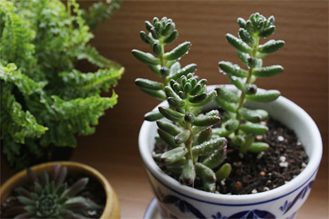 多肉植物の水やり