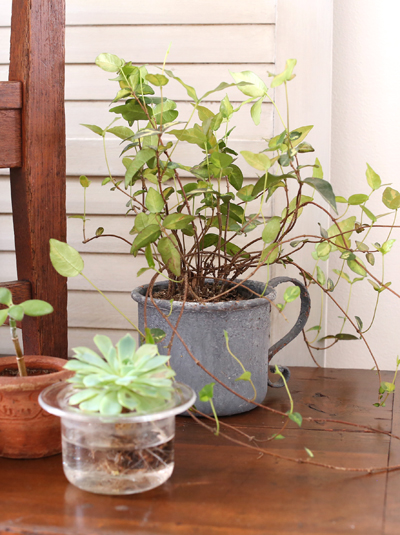 観葉植物の虫・カビ