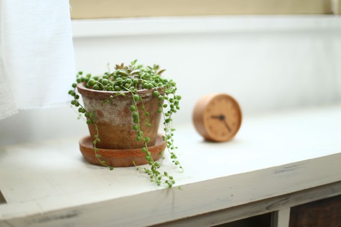 多肉植物のある窓際