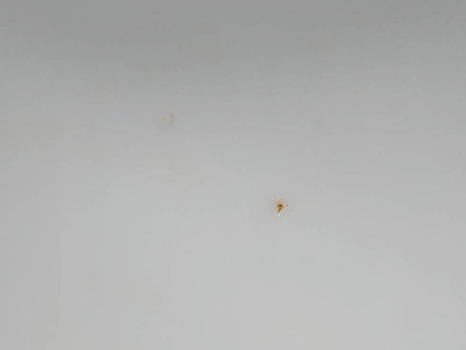 戦前　オールド香蘭社　有田焼　染付　色絵　約11cm　3.4寸　食卓を華やかに彩る蓋付き茶碗4客セット(瓢箪、ひょうたん、唐草、花、蓋茶碗、器、どんぶり、和食器、裏印、三寸四分)(R-080073)