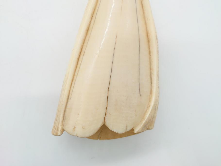 歯牙　クジラの歯3本セット(大・中・小)(素材、印材、彫刻材料、根付)(R-062240)