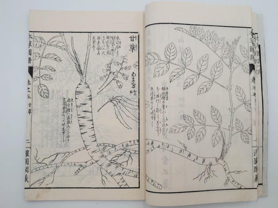 明治36年　「本草図譜」　山草部・芳草部　6冊揃(岩崎灌園、博文館、植物、図鑑、木版画、和本)(R-083904)