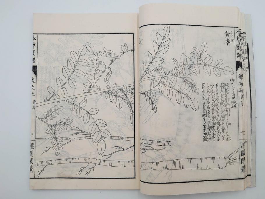 明治36年　「本草図譜」　山草部・芳草部　6冊揃(岩崎灌園、博文館、植物、図鑑、木版画、和本)(R-083904)