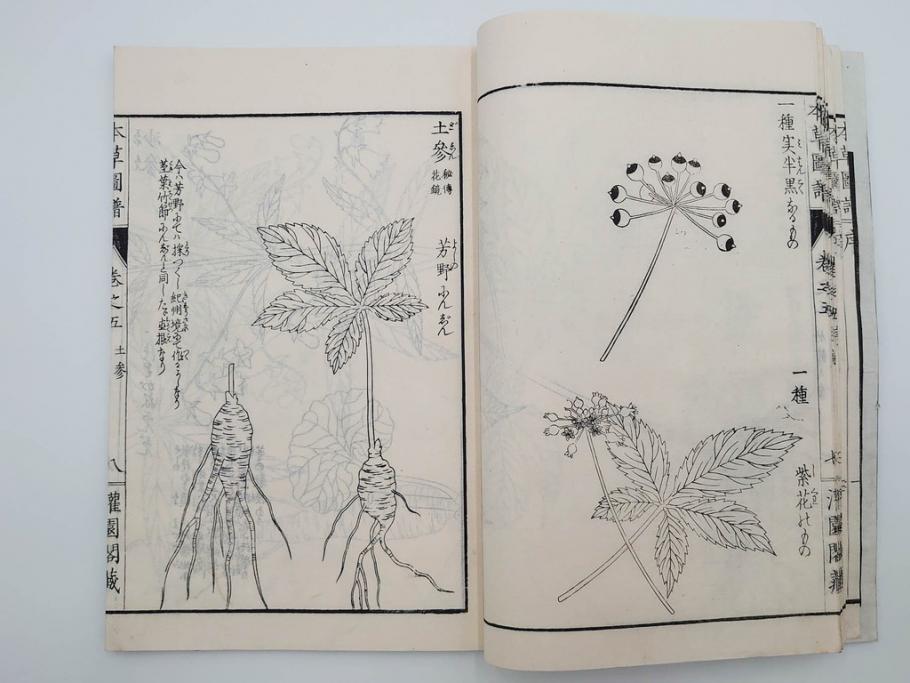 明治36年　「本草図譜」　山草部・芳草部　6冊揃(岩崎灌園、博文館、植物、図鑑、木版画、和本)(R-083904)