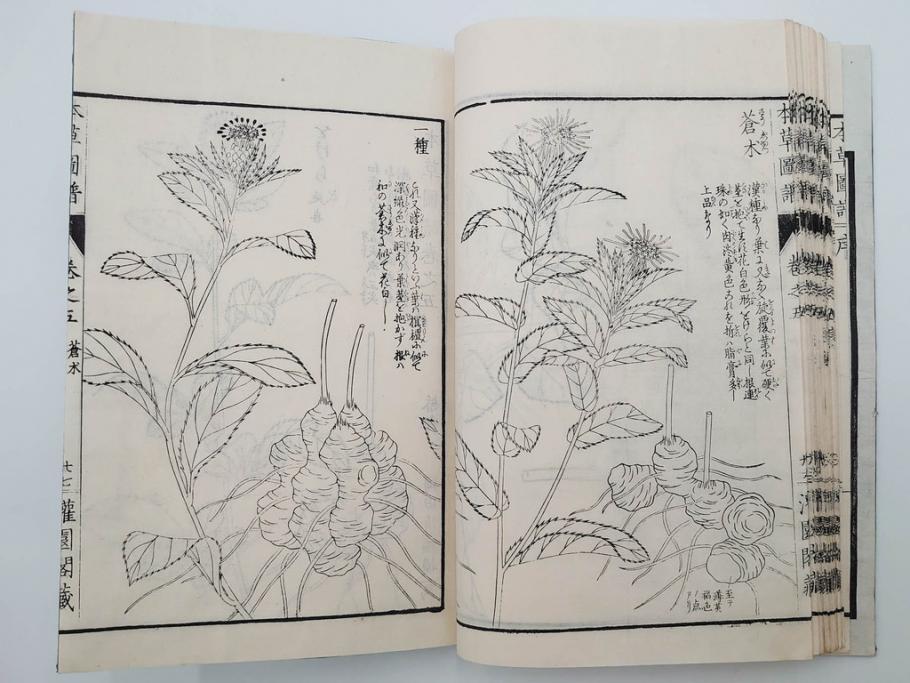 明治36年　「本草図譜」　山草部・芳草部　6冊揃(岩崎灌園、博文館、植物、図鑑、木版画、和本)(R-083904)