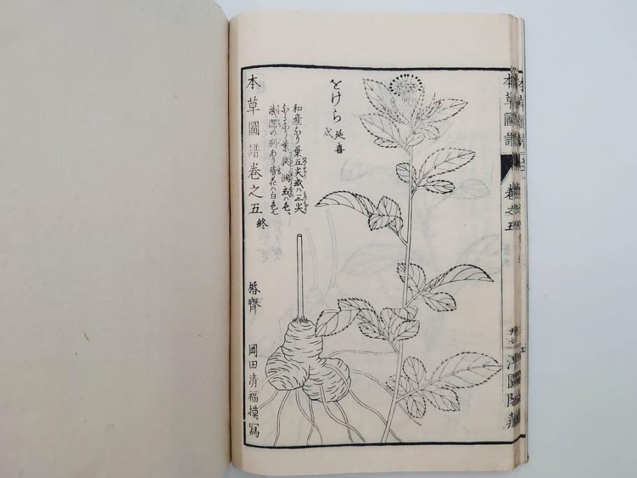 明治36年　「本草図譜」　山草部・芳草部　6冊揃(岩崎灌園、博文館、植物、図鑑、木版画、和本)(R-083904)