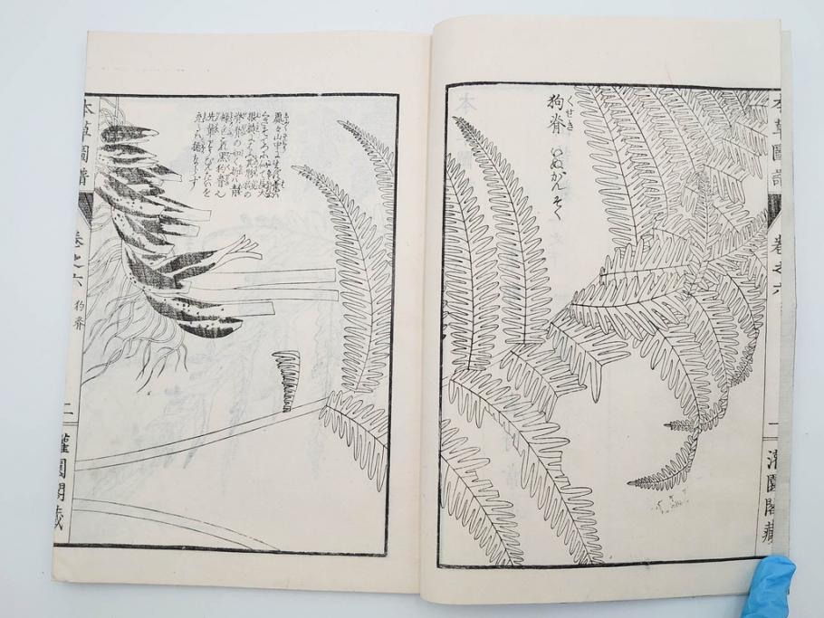 明治36年　「本草図譜」　山草部・芳草部　6冊揃(岩崎灌園、博文館、植物、図鑑、木版画、和本)(R-083904)
