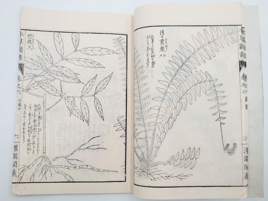 明治36年　「本草図譜」　山草部・芳草部　6冊揃(岩崎灌園、博文館、植物、図鑑、木版画、和本)(R-083904)