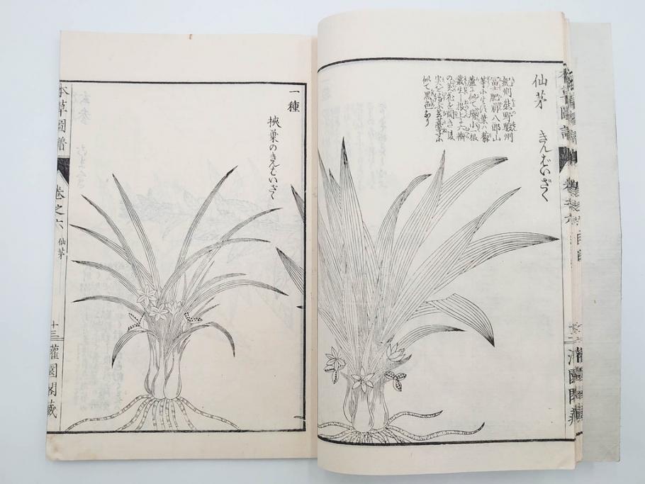明治36年　「本草図譜」　山草部・芳草部　6冊揃(岩崎灌園、博文館、植物、図鑑、木版画、和本)(R-083904)