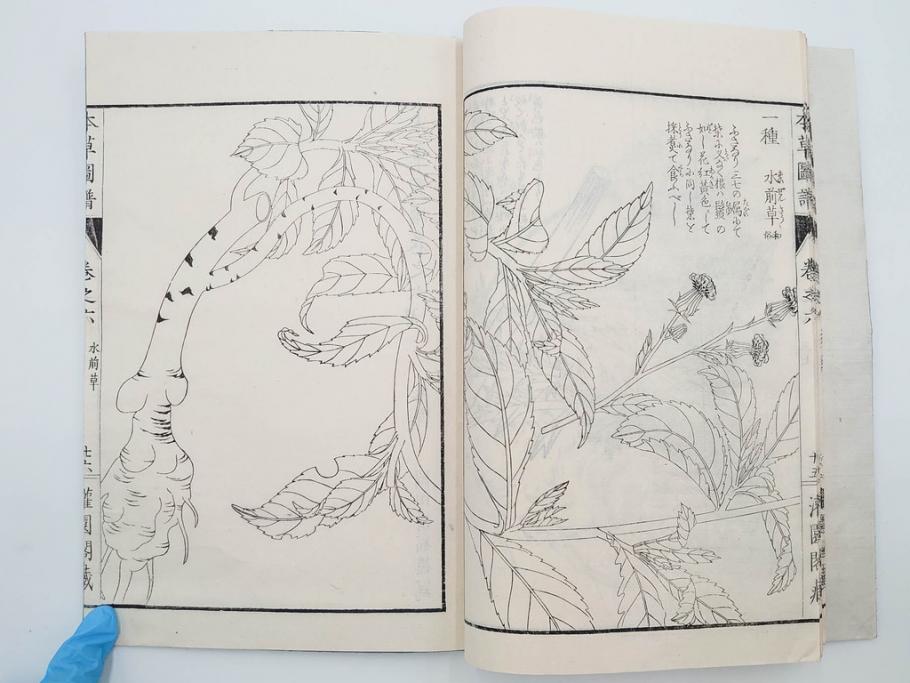 明治36年　「本草図譜」　山草部・芳草部　6冊揃(岩崎灌園、博文館、植物、図鑑、木版画、和本)(R-083904)