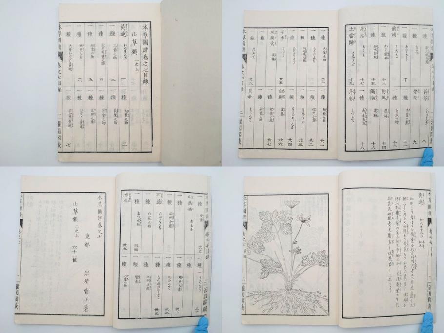 明治36年　「本草図譜」　山草部・芳草部　6冊揃(岩崎灌園、博文館、植物、図鑑、木版画、和本)(R-083904)