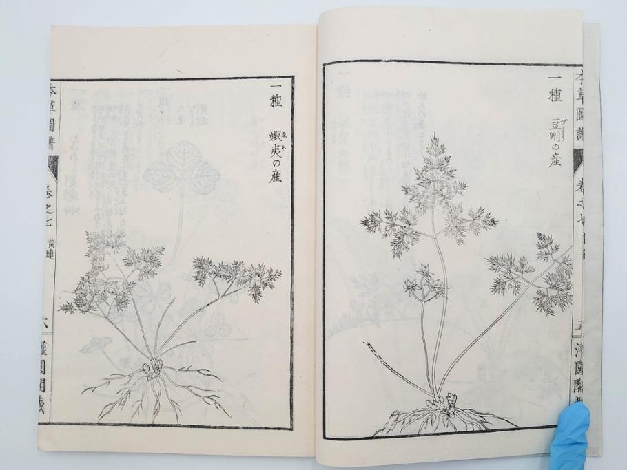 明治36年　「本草図譜」　山草部・芳草部　6冊揃(岩崎灌園、博文館、植物、図鑑、木版画、和本)(R-083904)