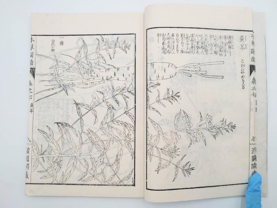 明治36年　「本草図譜」　山草部・芳草部　6冊揃(岩崎灌園、博文館、植物、図鑑、木版画、和本)(R-083904)
