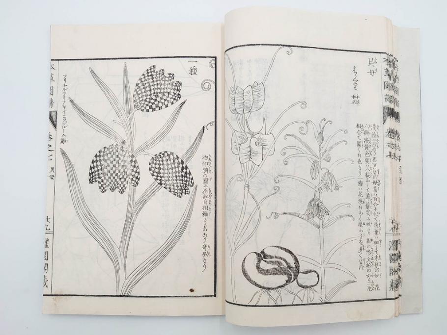 明治36年　「本草図譜」　山草部・芳草部　6冊揃(岩崎灌園、博文館、植物、図鑑、木版画、和本)(R-083904)