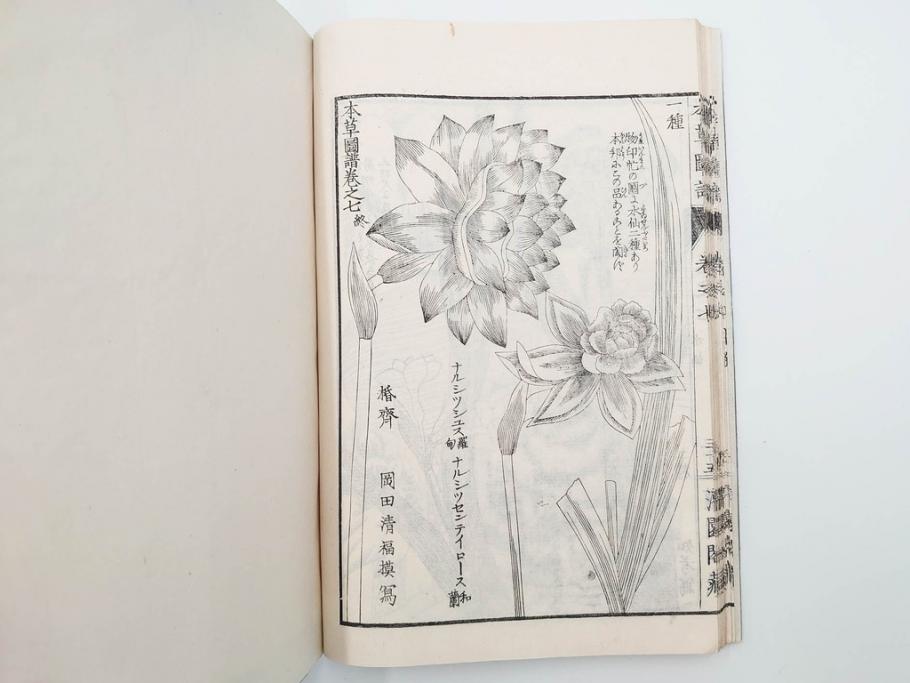 明治36年　「本草図譜」　山草部・芳草部　6冊揃(岩崎灌園、博文館、植物、図鑑、木版画、和本)(R-083904)