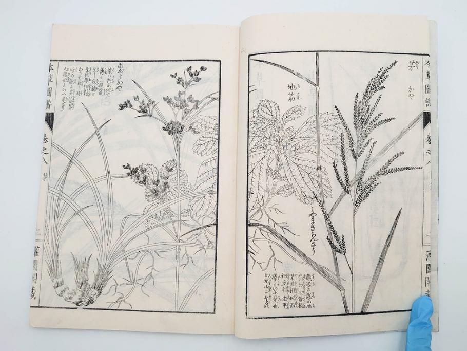 明治36年　「本草図譜」　山草部・芳草部　6冊揃(岩崎灌園、博文館、植物、図鑑、木版画、和本)(R-083904)