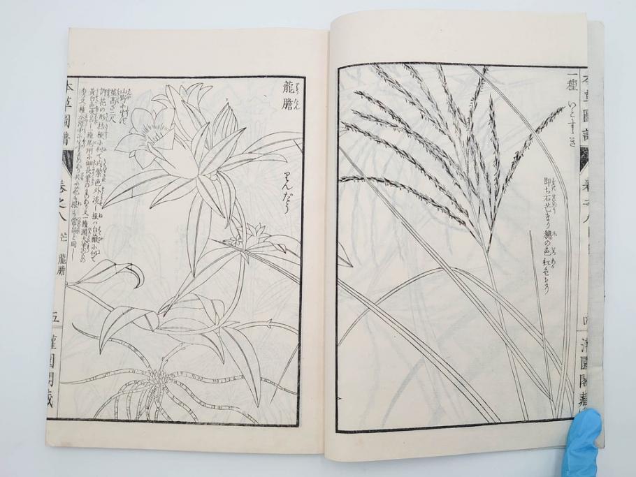 明治36年　「本草図譜」　山草部・芳草部　6冊揃(岩崎灌園、博文館、植物、図鑑、木版画、和本)(R-083904)
