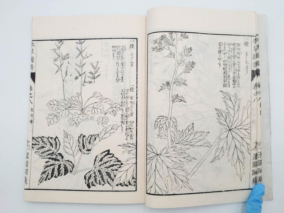 明治36年　「本草図譜」　山草部・芳草部　6冊揃(岩崎灌園、博文館、植物、図鑑、木版画、和本)(R-083904)