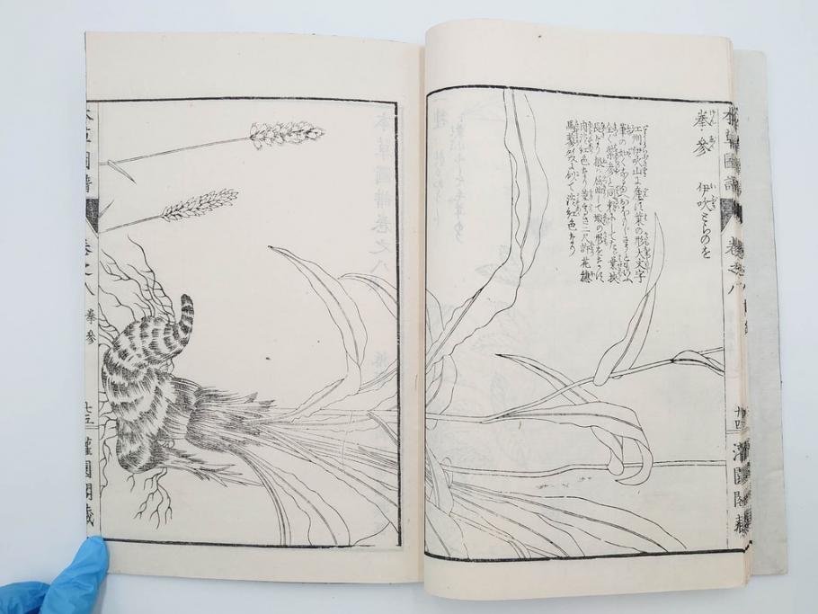 明治36年　「本草図譜」　山草部・芳草部　6冊揃(岩崎灌園、博文館、植物、図鑑、木版画、和本)(R-083904)
