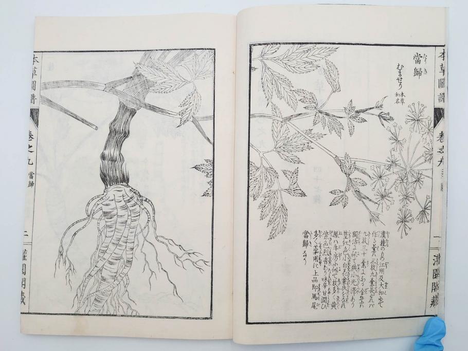 明治36年　「本草図譜」　山草部・芳草部　6冊揃(岩崎灌園、博文館、植物、図鑑、木版画、和本)(R-083904)