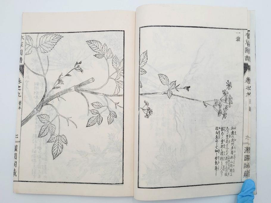 明治36年　「本草図譜」　山草部・芳草部　6冊揃(岩崎灌園、博文館、植物、図鑑、木版画、和本)(R-083904)