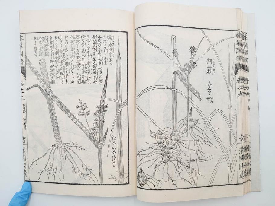 明治36年　「本草図譜」　山草部・芳草部　6冊揃(岩崎灌園、博文館、植物、図鑑、木版画、和本)(R-083904)