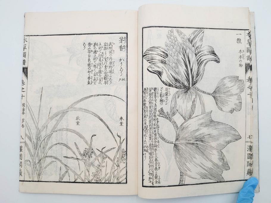 明治36年　「本草図譜」　山草部・芳草部　6冊揃(岩崎灌園、博文館、植物、図鑑、木版画、和本)(R-083904)