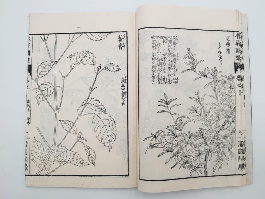明治36年　「本草図譜」　山草部・芳草部　6冊揃(岩崎灌園、博文館、植物、図鑑、木版画、和本)(R-083904)