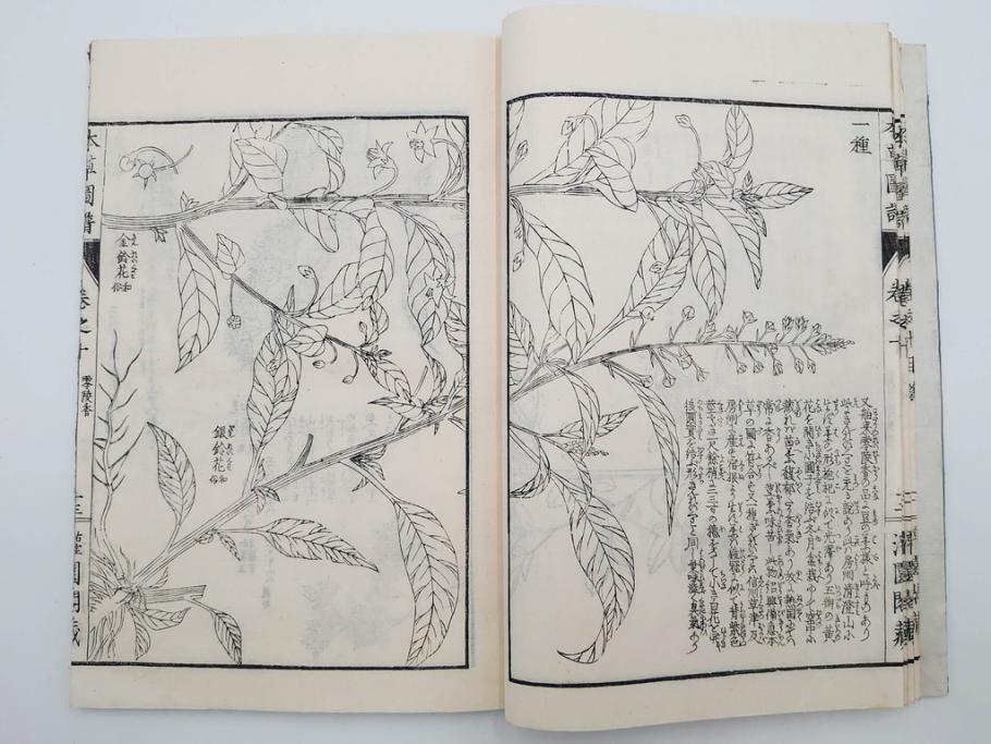 明治36年　「本草図譜」　山草部・芳草部　6冊揃(岩崎灌園、博文館、植物、図鑑、木版画、和本)(R-083904)