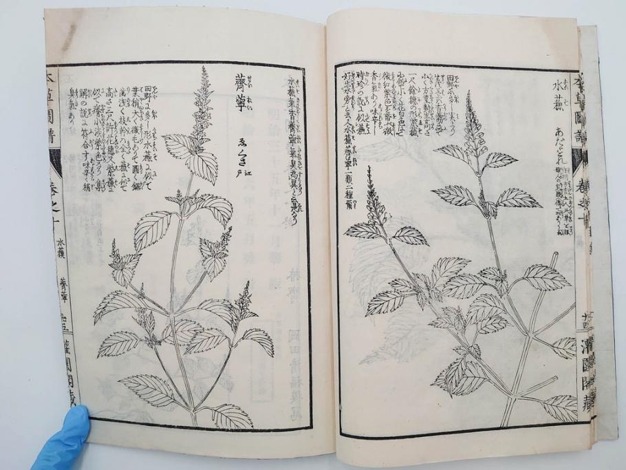 明治36年　「本草図譜」　山草部・芳草部　6冊揃(岩崎灌園、博文館、植物、図鑑、木版画、和本)(R-083904)