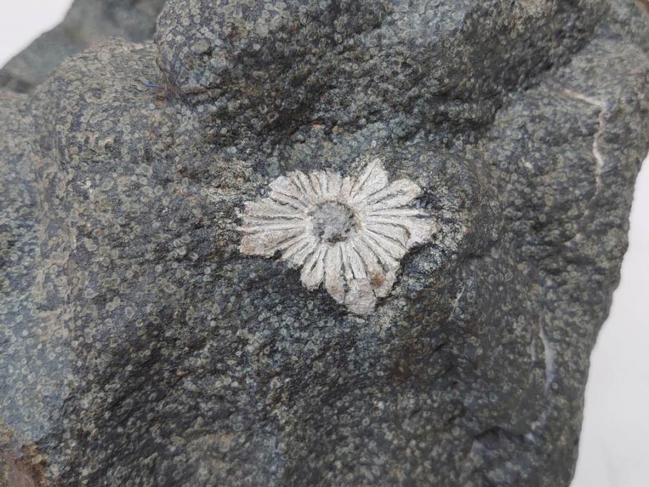 岐阜県根尾谷産　「吉祥華」　日本愛石館館長　小森宗関　天然菊花石(盆石、鑑賞石、水石、菊石、台座付き)(R-070767)