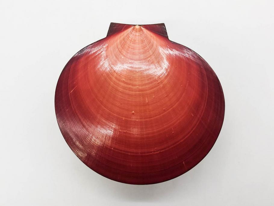 高木玉栄　荒磯　月日貝　上品な蒔絵とデザイン性に心惹かれる香合(シェル、鯛、魚、波紋、香道具、茶道具、蒔絵、木製、漆器、小物入れ、鵬雲斎書付き、共箱付き)(R-079308)