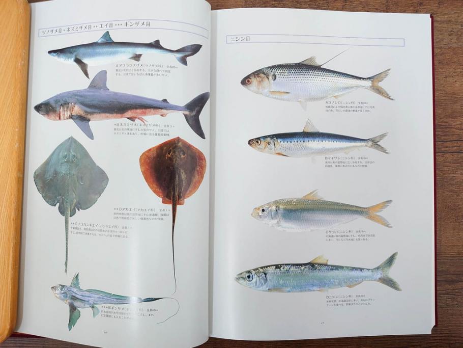 昭和57年　魚譜 日本料理盛付精撰 日本食用魚介藻 大図鑑(著者 志の島忠、監修 末廣恭雄 阿部宗明 鈴木克美 益田一、グラフ社、本、古書、和食、指南書、レシピ、カバー付き、外箱付き)(R-079459)
