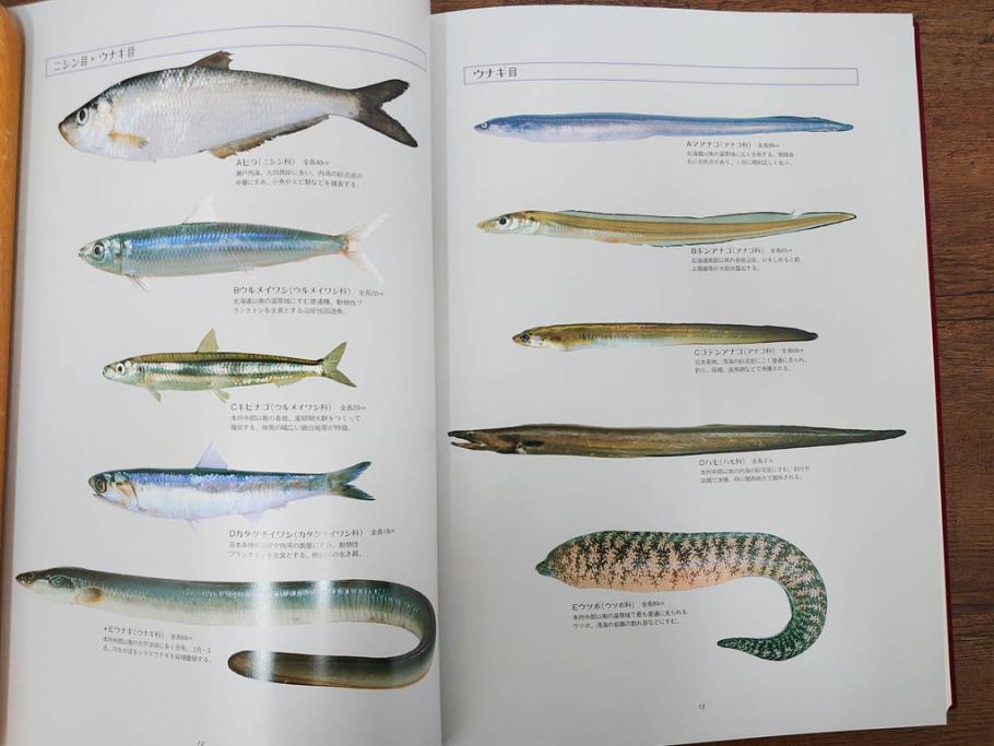 昭和57年　魚譜 日本料理盛付精撰 日本食用魚介藻 大図鑑(著者 志の島忠、監修 末廣恭雄 阿部宗明 鈴木克美 益田一、グラフ社、本、古書、和食、指南書、レシピ、カバー付き、外箱付き)(R-079459)