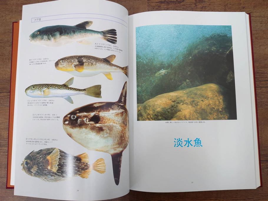 昭和57年　魚譜 日本料理盛付精撰 日本食用魚介藻 大図鑑(著者 志の島忠、監修 末廣恭雄 阿部宗明 鈴木克美 益田一、グラフ社、本、古書、和食、指南書、レシピ、カバー付き、外箱付き)(R-079459)