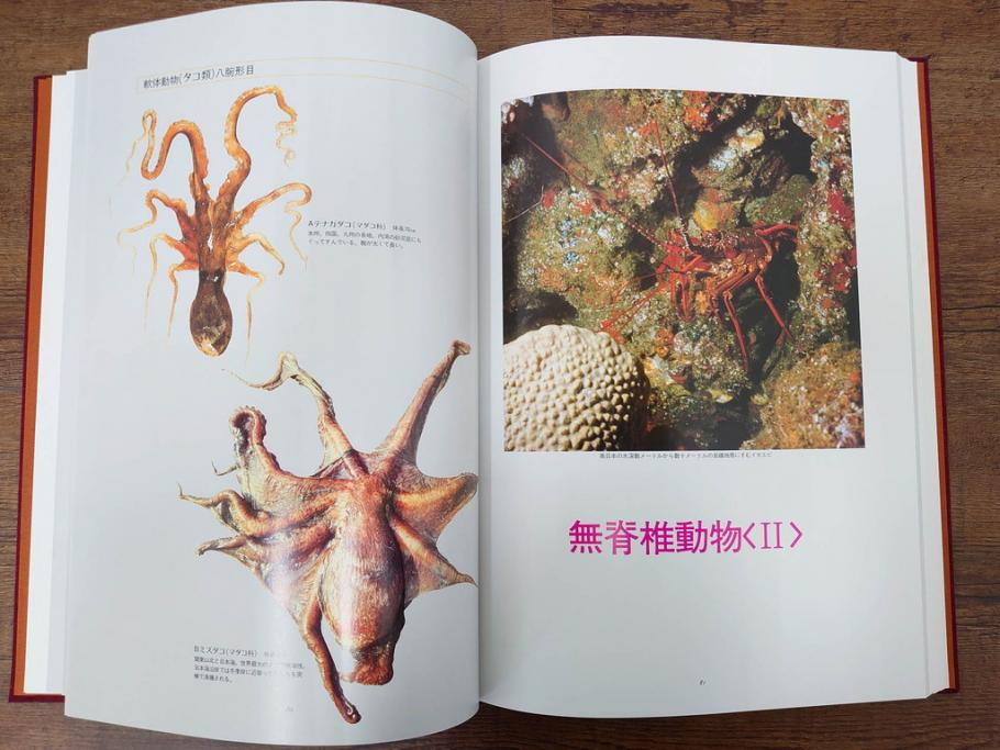 昭和57年　魚譜 日本料理盛付精撰 日本食用魚介藻 大図鑑(著者 志の島忠、監修 末廣恭雄 阿部宗明 鈴木克美 益田一、グラフ社、本、古書、和食、指南書、レシピ、カバー付き、外箱付き)(R-079459)