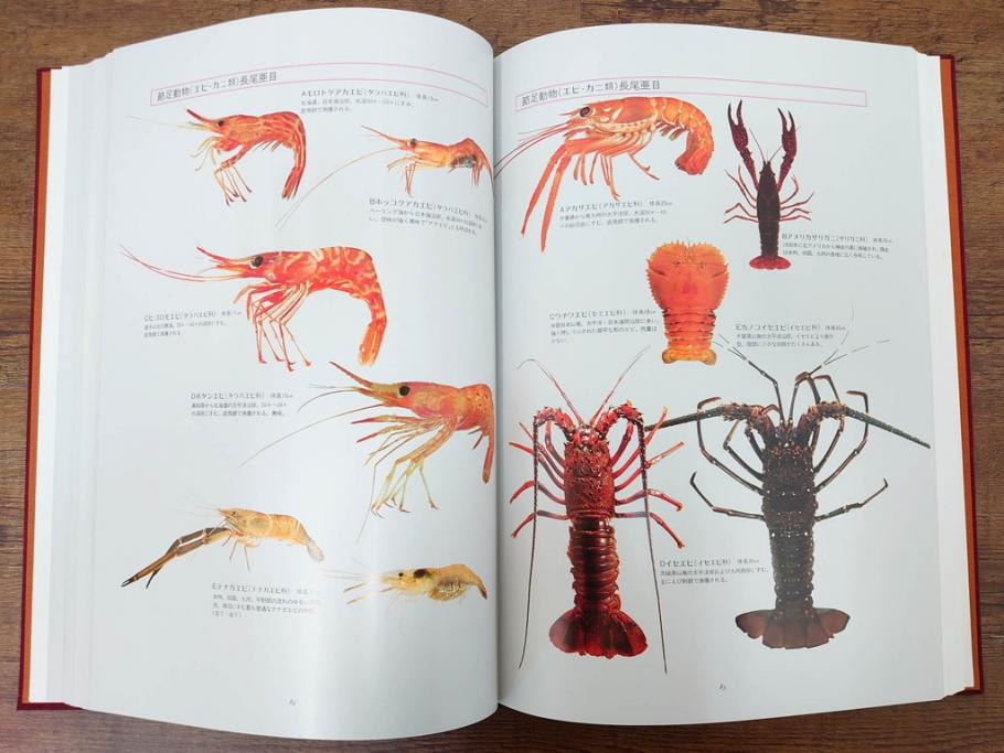 昭和57年　魚譜 日本料理盛付精撰 日本食用魚介藻 大図鑑(著者 志の島忠、監修 末廣恭雄 阿部宗明 鈴木克美 益田一、グラフ社、本、古書、和食、指南書、レシピ、カバー付き、外箱付き)(R-079459)
