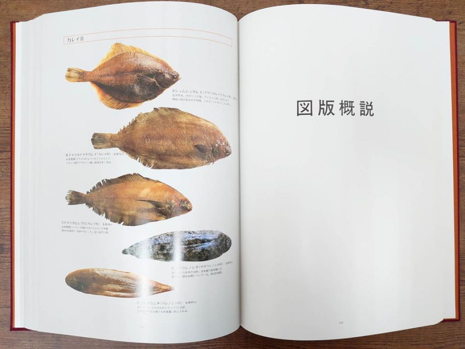 昭和57年　魚譜 日本料理盛付精撰 日本食用魚介藻 大図鑑(著者 志の島忠、監修 末廣恭雄 阿部宗明 鈴木克美 益田一、グラフ社、本、古書、和食、指南書、レシピ、カバー付き、外箱付き)(R-079459)
