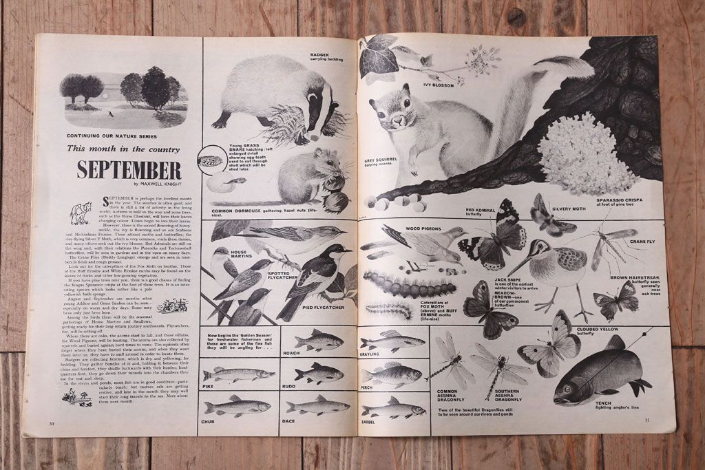 アンティーク雑貨　イギリスビンテージ　1967年　LOOK AND LEARN 児童雑誌(コミック)5冊セット(2)