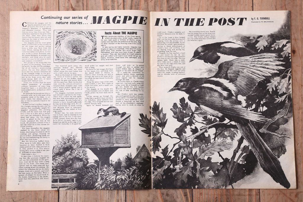 アンティーク雑貨　イギリスビンテージ　1967年　LOOK AND LEARN 児童雑誌(コミック)5冊セット(3)