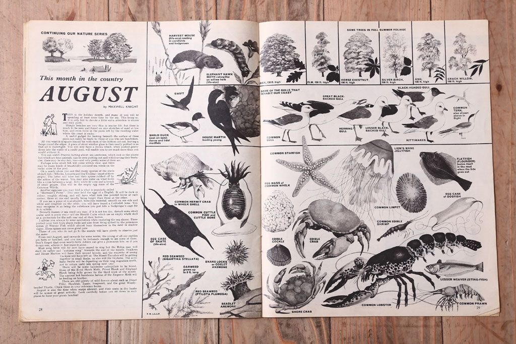 アンティーク雑貨　イギリスビンテージ　1967年　LOOK AND LEARN 児童雑誌(コミック)5冊セット(3)