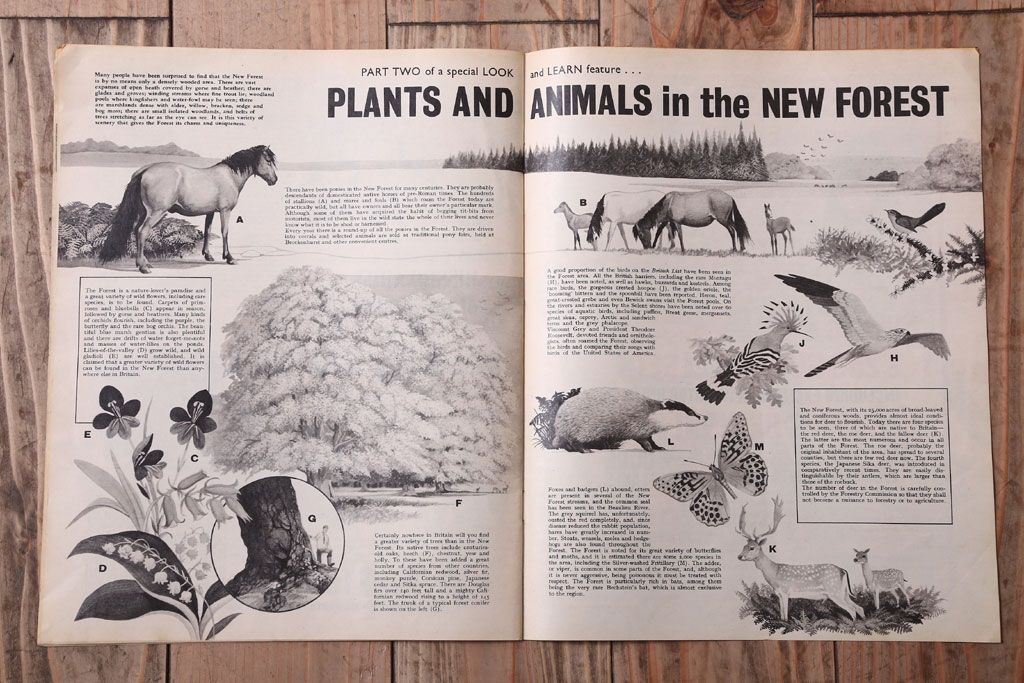 アンティーク雑貨　イギリスビンテージ　1967年　LOOK AND LEARN 児童コミック(雑誌)5冊セット