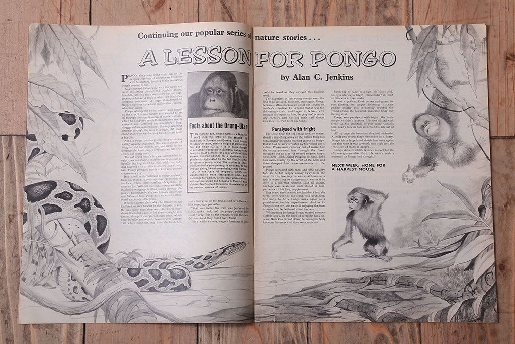 アンティーク雑貨　イギリスビンテージ　1967年　LOOK AND LEARN 児童コミック(雑誌)5冊セット(2)