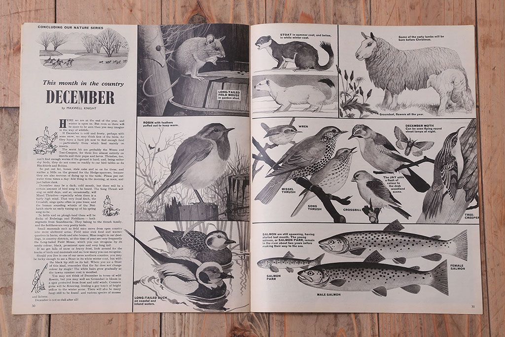 アンティーク雑貨　イギリスビンテージ　1967年　LOOK AND LEARN 児童コミック(雑誌)5冊セット(2)