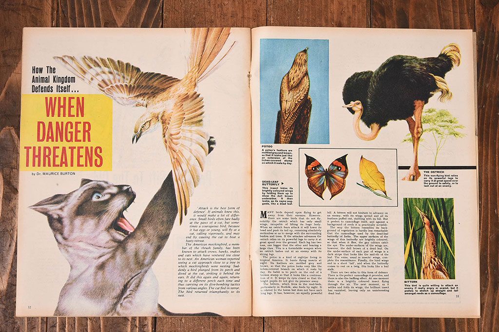 アンティーク雑貨　イギリスビンテージ　LOOK AND LEARN　週刊誌(コミック、雑誌)2冊セット(1)