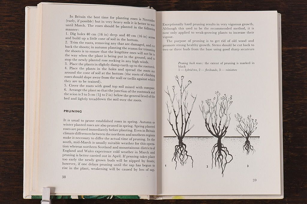 アンティーク雑貨　イギリス　HAMLYN社 A Concise Guide in Colour　Roses　コンパクトハンドブック(洋書、ポケット辞典、本)